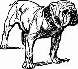 Bulldog Coloring Pages sketch template