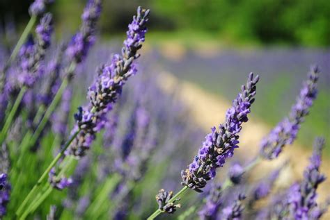 tale   cities lavender  sunflowers