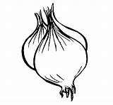 Cebolla Cipolla Cebola Oignon Cebollin Ceba Disegni Acolore Dibuix Verduras Dibuixos Poder Legumes Coloritou sketch template