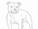 Hunde Bullterrier Staffordshire Ausdrucken Hund Ausmalbild sketch template