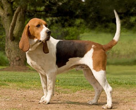 hound dog breeds dog breeders guide