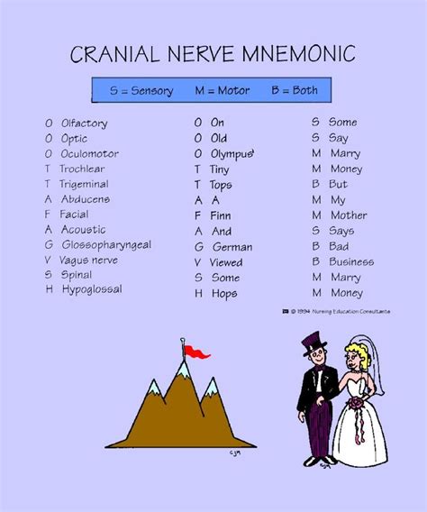 mnemonic  cranial nerves dirty