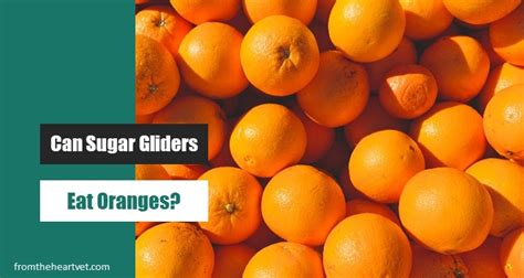 sugar gliders eat oranges question answered