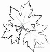 Maple Leaf Coloring Pages Leaves Autumn Toronto Fall Sugar Color Clip Tree Printable Oak Colouring Getcolorings Getdrawings Drawing Leafs Trees sketch template