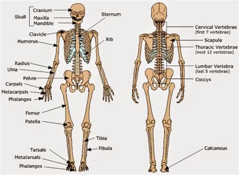 environmental health student blog basic skeletal system   function