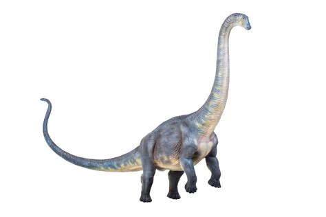 dinosaurier brontosaurus isoliert hintergrund  png