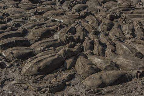 mud crowd mark cale animals   environment wildlife