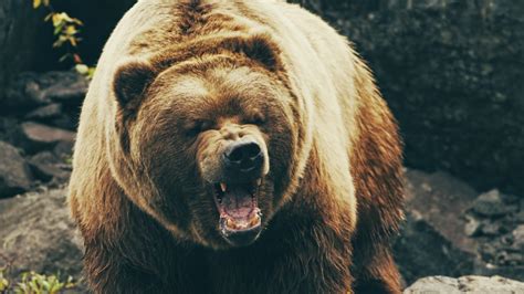 todd cobery blog   instant grizzly attack premieres  week