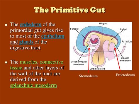 ppt the development of the digestive system powerpoint