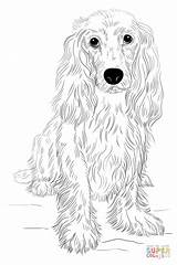 Cocker Spaniel Draw Drawing Coloring Pages English Dog Dogs Step Supercoloring Printable Tutorials Easy Kids Drawings Beginners Tutorial Realistic Pencil sketch template