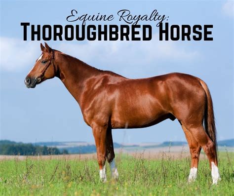 equine royalty  thoroughbred horse history characteristics