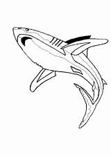 Squalo Colorat Squali Rechini Stampare Requins Planse Desene Rechin Animale P09 Coloratutto Sharks Stampa Crtež Dva Fundo Plansa Simpatico Bojanke sketch template