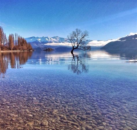 Lone Tree In Autumn Wanaka New Zealand Beautiful Places To Visit