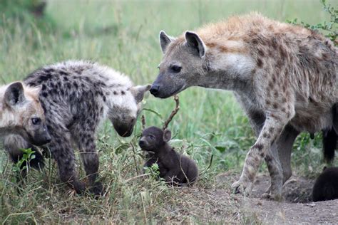 massive study   years shows social ties  rank  inherited  spotted hyenas