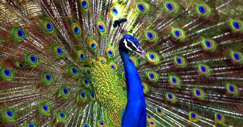 rajasthan hc judge says peacocks don t have sex leaves twitter in