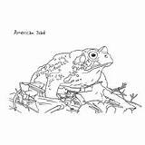 Frog Coloring Pages Sun Baby Toad Delightful Basking Ones Little Mama sketch template