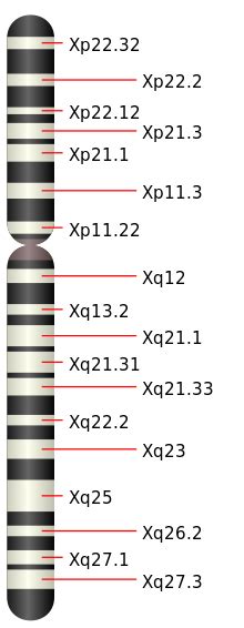 chromosom x wikipedja wolna encyklopedia