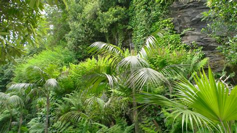 green plants  rock nature  summer tropical climate zone stock