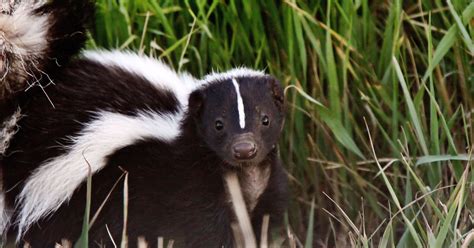 florida skunks hold key place  food chain southern perspective