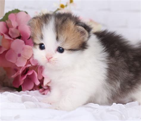 wedding world persian kitten