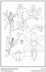Subgroup Epidendrum Lindl 1845 Group sketch template