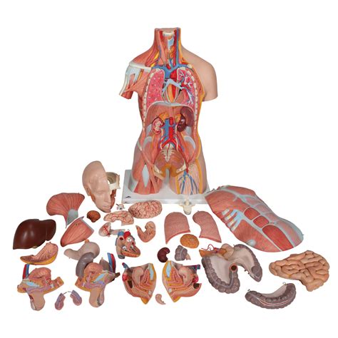 Human Torso Model Life Size Torso Model Anatomical