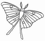 Moth Menagerie Designlooter sketch template