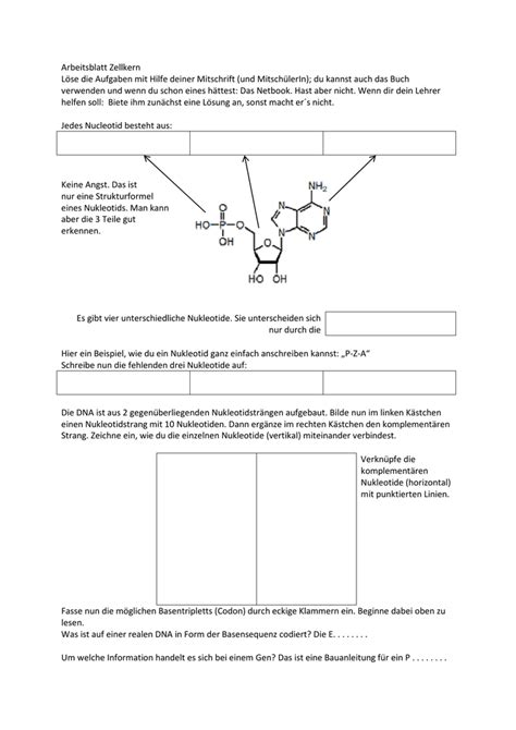 arbeitsblatt zellkern