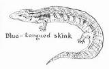 Skink Colouring Lizard Drawings Designlooter sketch template