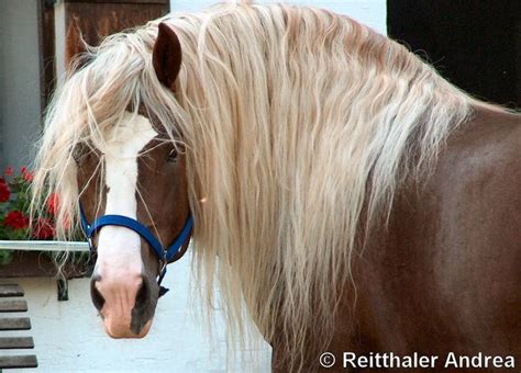 horses south german draft horse stallion horses enjoy  ride