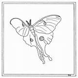 Luna Moth Coloring 21kb 438px sketch template