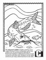 Catfish Coloring Getdrawings Channel Drawing sketch template