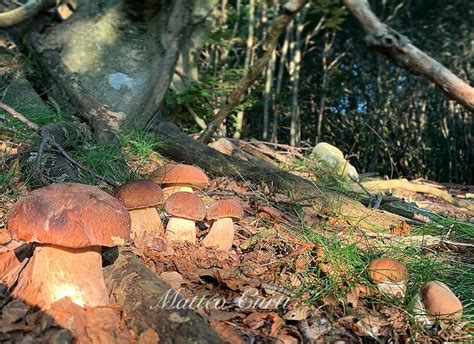 funghi  settembre  il sogno dei cercatori continua