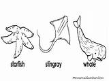 Ikan Laut Mewarnai Binatang Stingray Pari Bintang Paus Sketsa Tick Printable Ekosistem Koleksi Catatanku Desa Starfish sketch template