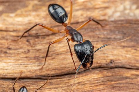attracts carpenter ants cascade pest control