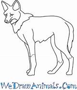 Wolf Maned Easy Drawing Draw Animal Getdrawings Tutorial Print sketch template