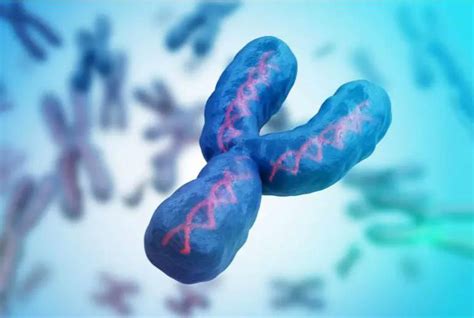 The Y Chromosome Gradually Disappears Will Men Have New Sex Genes