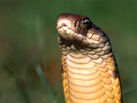 cobras dreadful snakes dinoanimalscom