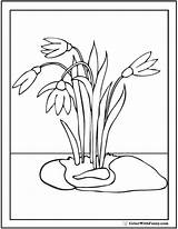 Coloring Spring Crocus Flowers Snowdrop Pages Color Printable Simple Getcolorings sketch template