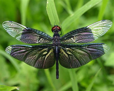 amazing dragonfly insect dragonfly facts images information habitats news world
