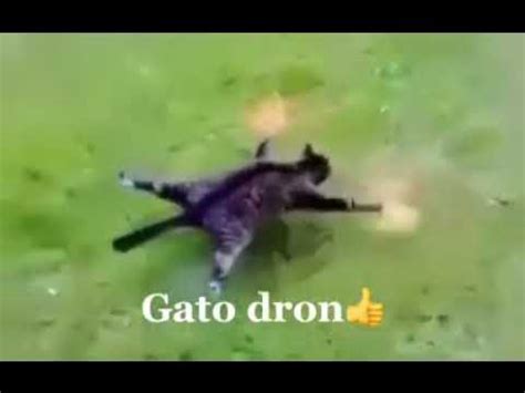 turn  dead cat  drone youtube