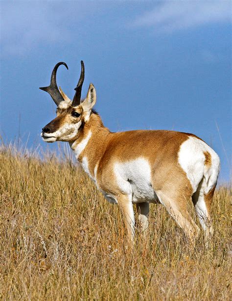 pronghorn history   interesting facts