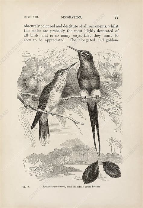 darwin on sexual selection in birds 1871 stock image
