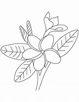 Frangipani Flower Colouing Coloring Pages Outline Kids sketch template