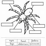 Spiders Tarantula Busy Anansi Insect Walkingthedream Carle Coloringhome sketch template