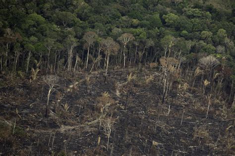 amazon deforestation increased     months