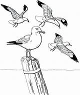 Seagulls Seagull Flying Drawing Coloring Getdrawings sketch template