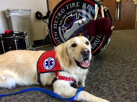 pet therapy dogs needed  comfort patients denver health