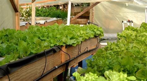 Aquaponics The Future Of Sustainable Agriculture Honeycolony