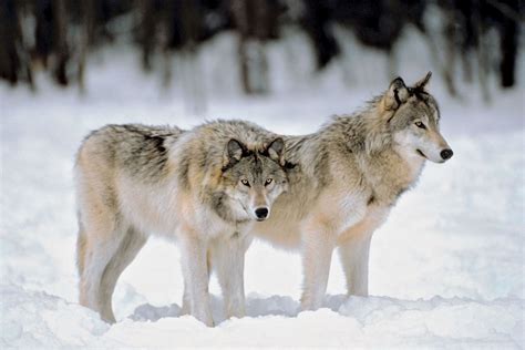 wolves howl britannica